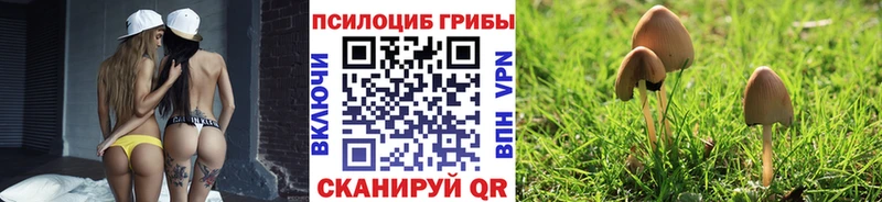 Галлюциногенные грибы Psilocybine cubensis  Терек 